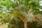 Lush beautiful green tropical southern plants, bushes, palm trees with lush branches and leaves. The background