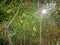 Lush Beauty: The Radiant Cassava Tree