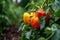 Lush bell peppers with morning dew on a farm, glowing in the soft daylight