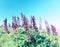 Lush bloom flower of lilac and blue lupins in the meadow. Flowers against the blue sky on a sunny day.