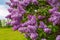 Lush bloom of lilacs. Blooming branches of lilacs on the background of the landscape. With copy space