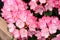 Lush bloom of pink rhododendron flowers.