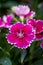 A lush blooming beautiful dianthus flower