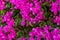 Lush blooming of Bougenvillea climbing plant on the wall of a house in a southern country