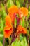 Lush blooming canna flowers in the garden