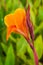 Lush blooming canna flowers in the garden