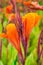 Lush blooming canna flowers in the garden