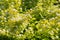 Lush blooming physocarpus in the summer garden. Inflorescences of snow-white flowers and butterflies sitting on them.