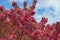 lush blooming pink tree against the blue sky.