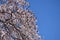 Lush blossom of wild plum tree against clear blue sky. Pink fresh flowers. Copy space.