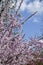 Lush blossoming of wild peach tree against blue sky with white clouds. Tree branches with delicate pink flowers.