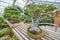 Lush Bonsai in Greenhouse, Bokeh Background