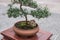 Lush bonsai on stand