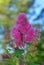 Lush branch of astilbe with beetle. Summer flowers and insect.