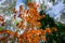 Lush branch of red-yellow canadian maple on the background of autumn forest and blue sky