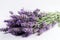 Lush bright bouquet of lavender on a light background. Generative AI