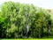 Lush bright green forest detail with white European birch trees