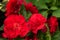 Lush bud begonia and round shaped petals