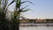 Lush bulrush stalks growing at lake and fluttering in wind. Autumn lake landscape