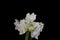 Lush bunch of white amaryllis blossoms and green stems on black background, fine art still life color macro