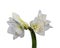 Lush bunch of white amaryllis blossoms on white background, fine art still life color macro