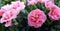 Lush bush of bicolor light and dark pink Dianthus caryophyllus of Caryophyllaceae,also called Doris,growing in garden