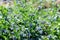 The lush bush of Comfrey medicinal Symphytum officinale blooms in summer sunny day