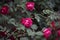 Lush bush of dark pink roses growing in the garden, magenta flowers bloom.