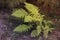 Lush bush of green fern / Green plant with carved long leaves /