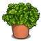 Lush bush of parsley in a pot. Herbs for cooking isolated on white background. Vector cartoon close-up illustration.