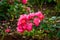 A lush bush of pink garden roses. Blurry floral background with red flowers. Space for the text. Lots of colors. Soft focus