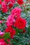 A lush bush of red roses on a background of nature. Many flowers and buds on the stem.