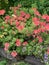 Lush bush of spring blooming orange rhododendrons on a blurry background