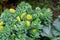 Lush bushes of blooming Rhodiola rosea. Blooming Rhodiola rosea