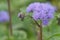 Lush bushes of purple Gauston or Mexican Ageratum