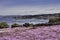 Lush `carpet` of pink ice plant along the Pacific Grove coastline.