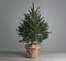 Lush Christmas tree on gray background