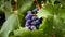 Lush cluster of ripe concord grapes hanging on a vine filled with lush green leaves