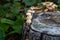 Lush clusters of honey mushrooms thrive in the forest, flourishing near an aged tree stump.