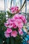 Lush clusters of pink oleander flowers. Vertical photo