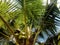 lush coconut tree with dense fruit