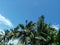 lush coconut trees against a clear blue sky background