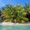 Lush coconut trees on the beach