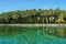 Lush coconut trees with epiphyte on tropical shore