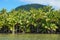Lush coconut trees on the shore French polynesia