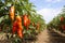 Lush and colorful chili pepper harvest thriving on a modern and technologically advanced plantation