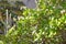 Lush crown Crassula of a tree with flowering shoots, white flowers