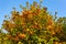 Lush crown of a tree with bright berries