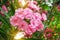 Lush and dense bush of blooming oleander in a subtropical park