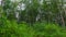 Lush, Dense And Green Mangrove Forest